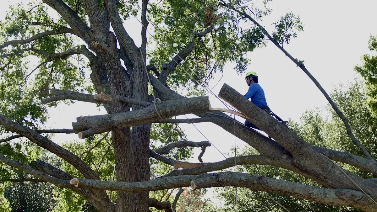 Professional Crown Thinning performed by certified arborists in Mystic
